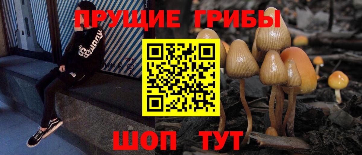 Протвино  Галлюциногенные грибы Cubensis  Вход с VPN 
